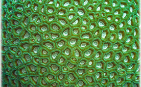 Подводная фотография,  поверхность коралла.