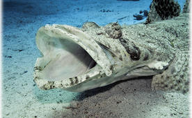 Подводная фотография, рыба Крокодил.