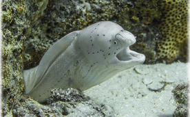 Подводная фотография, рыба Перечная мурена.
